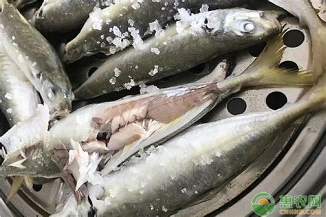 沙丁鱼是一种在鱼贩中很容易找到的鱼高清图片下载-正版图片506579563-摄图网