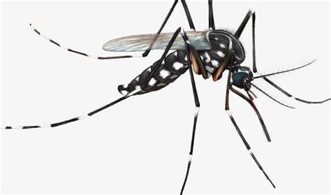 蚊子几乎人见人厌，为啥不从地球消失？ – 69农业规划设计.兆联顾问公司