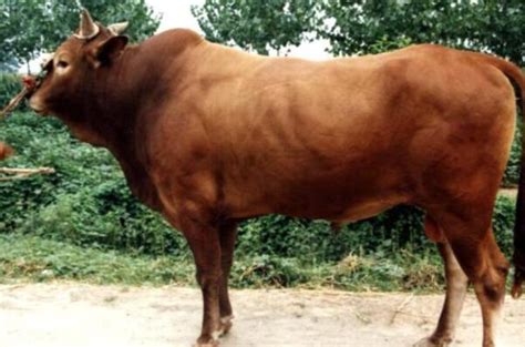 利木赞牛品种简介-引进的法国肉牛品种,利木赞牛养殖技术管理及品种特点 - 江西养牛人博客