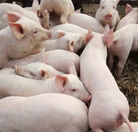 约克夏猪广州出售长白猪苗养殖总场 济宁 鸿超-食品商务网