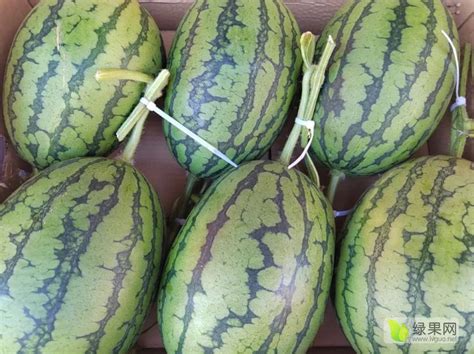 内蒙古西瓜依旧活跃 价格迎来上涨趋势 - 水果行情 - 绿果网