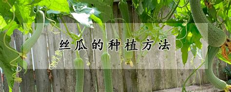 丝瓜又长又香，丝瓜的种植时间和方法，农村很多人都喜欢 - 知乎
