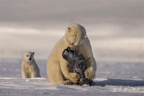冰熊兽 - 搜狗百科
