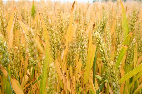 两大口粮小麦水稻品种自主率100%怎么做到的_手机新浪网