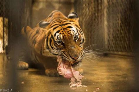 全球老虎日，去上海动物园看看全球仅存184只的华南虎