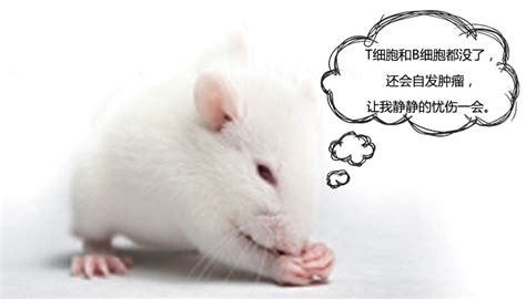 实验动物科研班的那些鼠宝们_化工仪器网