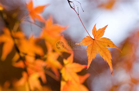 秋天枫叶高清图片下载-正版图片501038925-摄图网