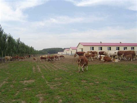 我市畜牧龙头企业长春新牧科技有限公司成为首批国家肉牛核心育种场