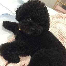 【黑色泰迪犬图片】【图】欣赏黑色泰迪犬图片 让你更好的呵护你的狗狗_伊秀宠物|yxlady.com