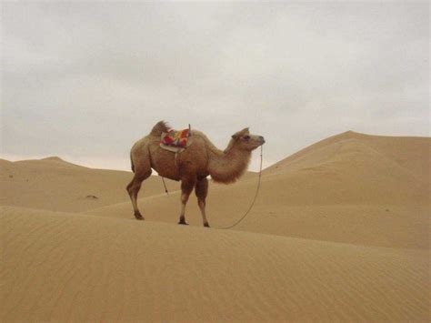 骆驼为什么被一根稻草压死的原因__凤凰网