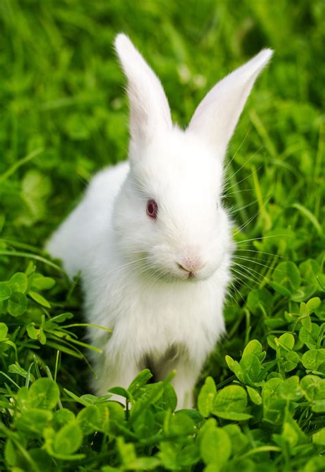 兔子图片-白色背景下两只可爱的兔子素材-高清图片-摄影照片-寻图免费打包下载