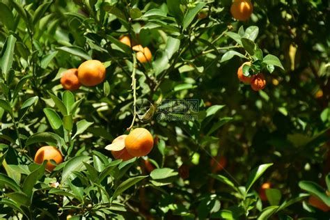 绿色树枝上成熟的橙色果实高清图片下载-正版图片503244779-摄图网