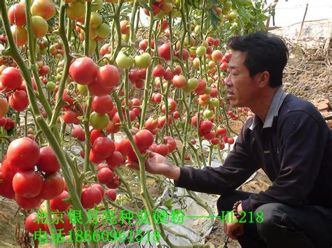 CCTV7 每日农经 俏销的硬粉番茄荷兰218_种苗天地_191农资人 - 农技社区服务平台