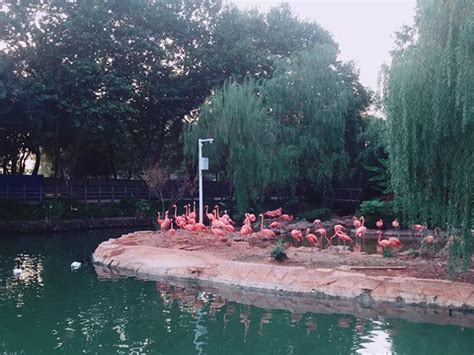 武汉动物园和武汉九峰森林动物园哪个更好玩 - 旅游资讯 - 旅游攻略