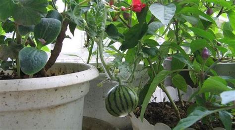 如何在阳台成功种西瓜，盆栽西瓜种养小窍门教给你！_种植