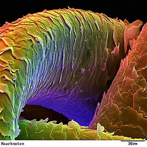 科学网—显微镜下的头发 - 沈海军的博文