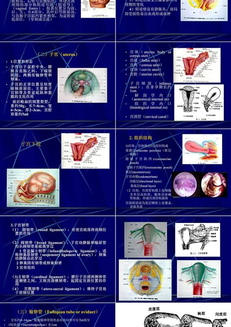 妇产科生殖系统解剖ppt模板_卡卡办公