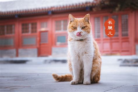 北京故宫181只猫火了，没有一只是吃白食的，还都有自己的名字|猫|故宫|名字_新浪新闻