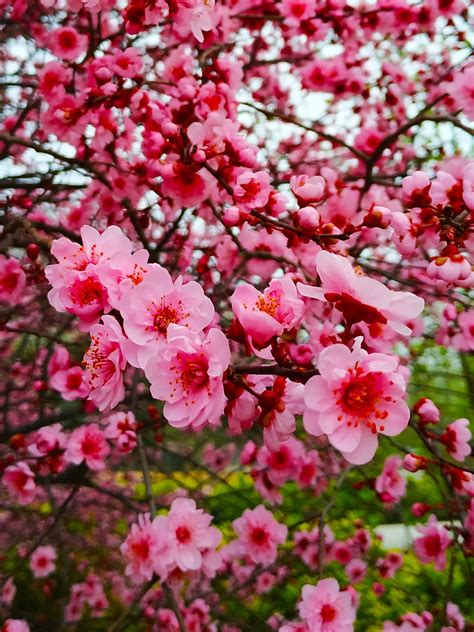 春末夏初的五月，繁花依旧，一起来赏花吧！ -上海市文旅推广网-上海市文化和旅游局 提供专业文化和旅游及会展信息资讯
