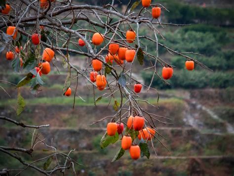 楠溪江畔，柿子红了-新闻中心-温州网