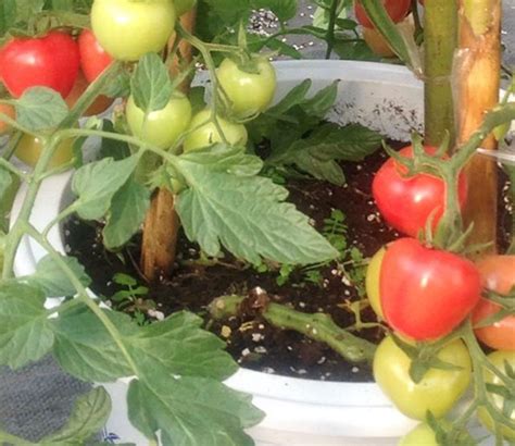 番茄的秋延栽培，有哪些注意事项？|番茄|栽培|侧枝_新浪新闻