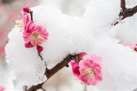 冬天的梅花怎么形容 - 形容冬天梅花的优美句子_文易搜