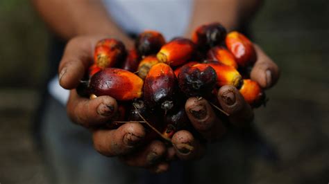 棕榈油 工业精炼棕榈油 8度~52度棕榈油 润滑涂料环保植物油-阿里巴巴