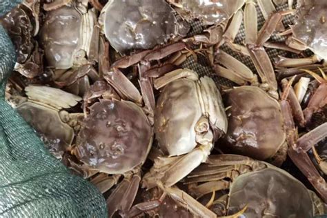 当天死掉的螃蟹能吃吗 吃了死螃蟹怎么解毒 - 农村致富网