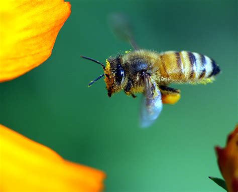 北京晚春时节蜜蜂为什么减少了？ 揭秘蜜蜂对我们多重要 | 北晚新视觉