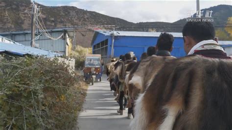 在西藏林芝扎西岗村体验农家乐 - 西藏在线