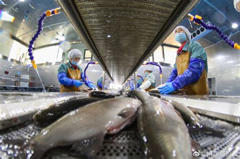 日本东电公司用核污水养鱼展示“安全性” 韩网民：自己留着吃吧_凤凰网