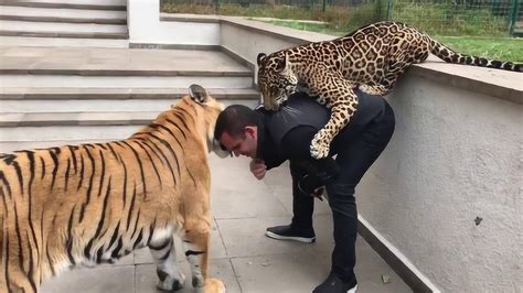 老虎为什么怕豹子,豹为什么不怎么怕老虎,老虎和豹子_大山谷图库