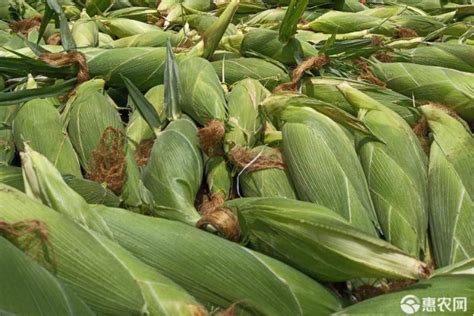 特高产玉米品种,6大优质玉米品种详细分析 - 达达搜