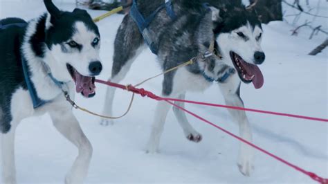 雪橇犬有几种-半更网
