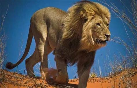 孤独、勇猛、狡猾、悲惨！世界上最著名的11大雄狮|斯巴达|雄狮|狮群_新浪新闻