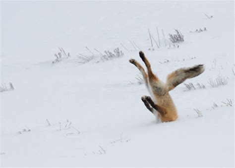 日落时在绿色草地上觅食的野生红狐狸高清图片下载-正版图片505658856-摄图网