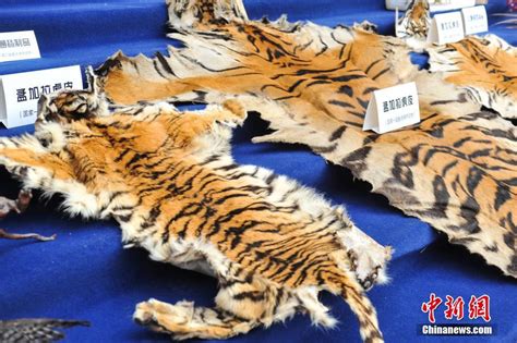云南破获10年来最大野生动物走私案 包括老虎幼崽标本_公益频道_凤凰网