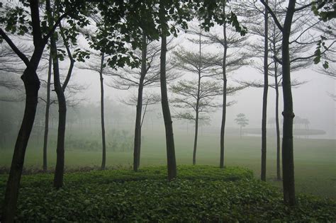 【雾中漫步摄影图片】公园纪实摄影_太平洋电脑网摄影部落
