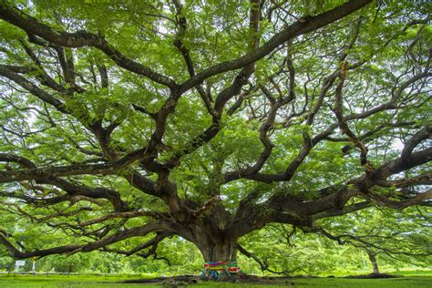 这个国度用85%的土地种树，连给孩子起名“阿左贝”都与树有关
