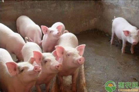 2021年猪价藏着什么秘密？看懂了它，就知道2022年猪价怎么走！农业资讯-农信网