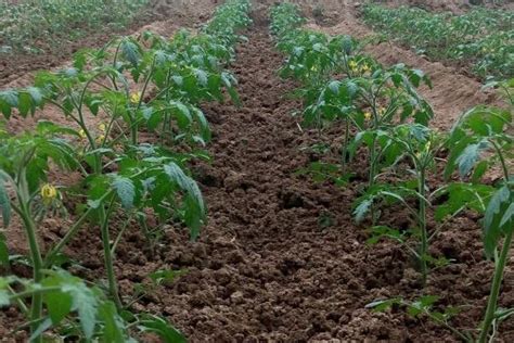 盆栽西红柿养殖方法，生长过程中需水量较大 - 农敢网