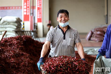 川椒种业：让你满意的辣椒种子批发企业 - 川椒种业