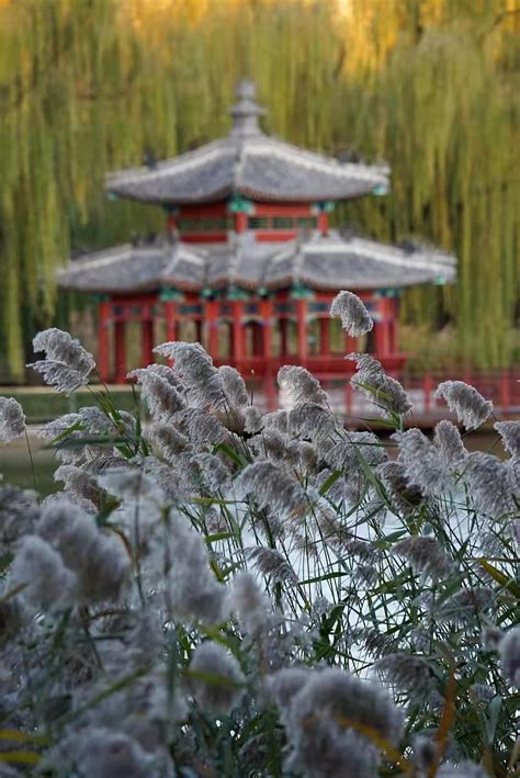 让人心旷神怡！湖畔旁一片白茫茫的芦花在陶然亭公园绽放_北京日报网