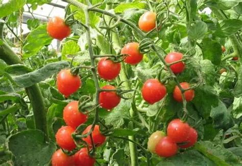 番茄的生长过程 - 农敢网