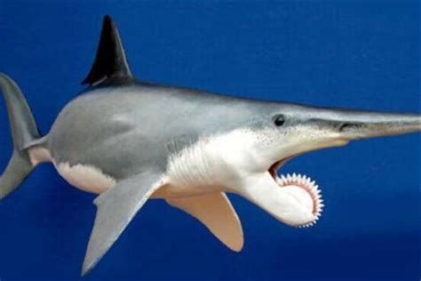 十头鲨的图片,夺命1000头鲨,巨齿鲨五头鲨(第4页)_大山谷图库