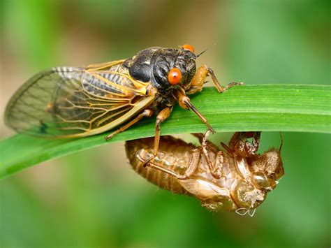 昆虫记中蝉被称为什么 - 业百科