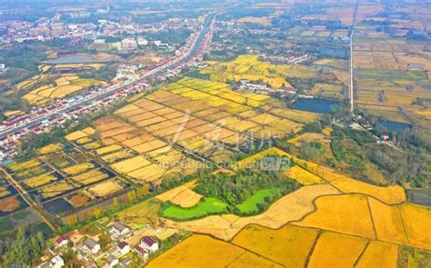 安徽六安：金色稻田绘就丰收景-人民图片网
