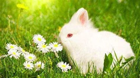 超级可爱小白兔 - 全部作品 - 素材集市