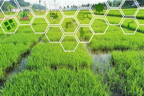 黑龙江省农业农村厅2023年审定（认定）品种通告-农小蜂