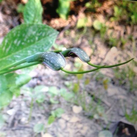 蛇藤属(Colubrina)拉丁名学名属名科名植物生活型图片